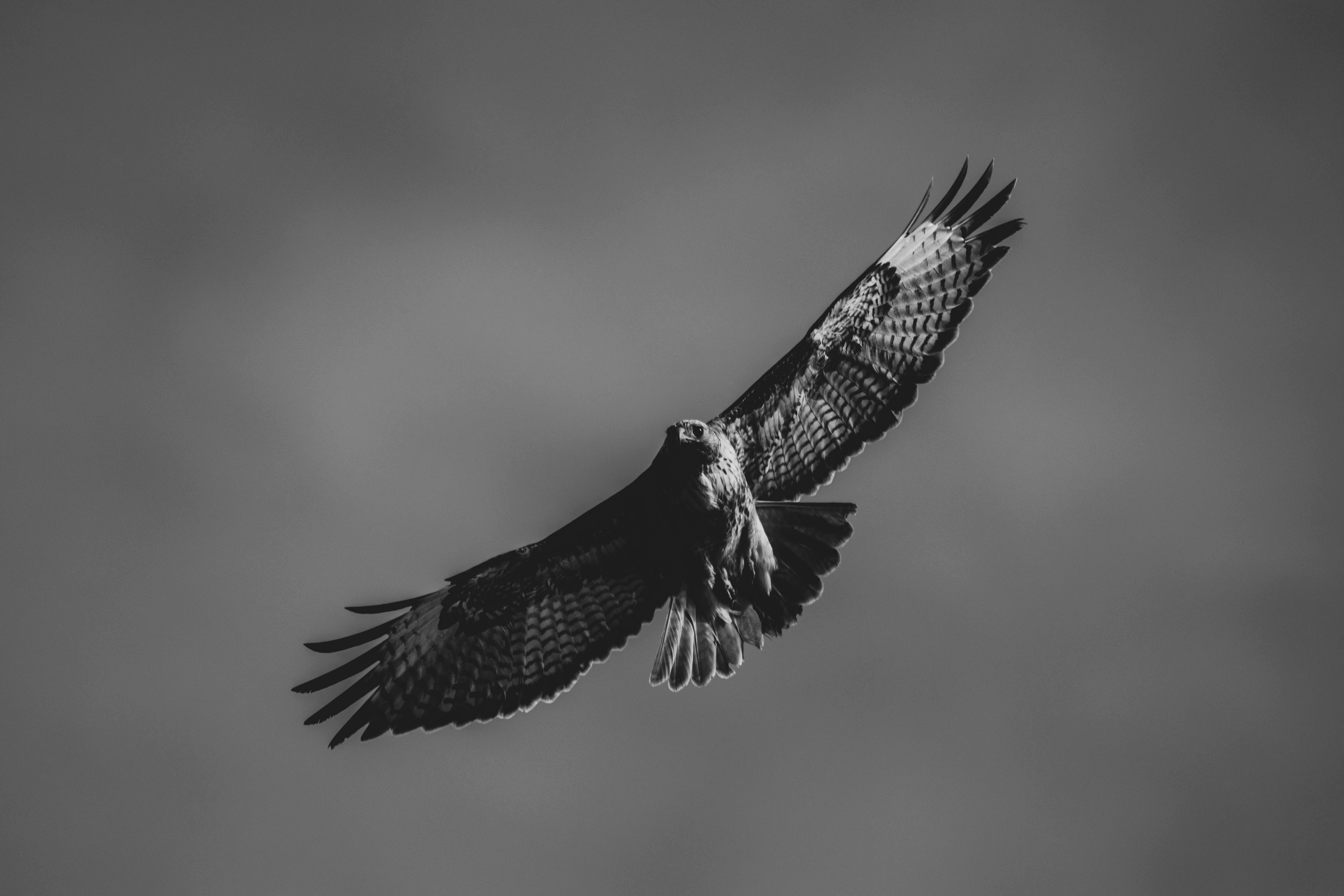 Bird of prey in flight